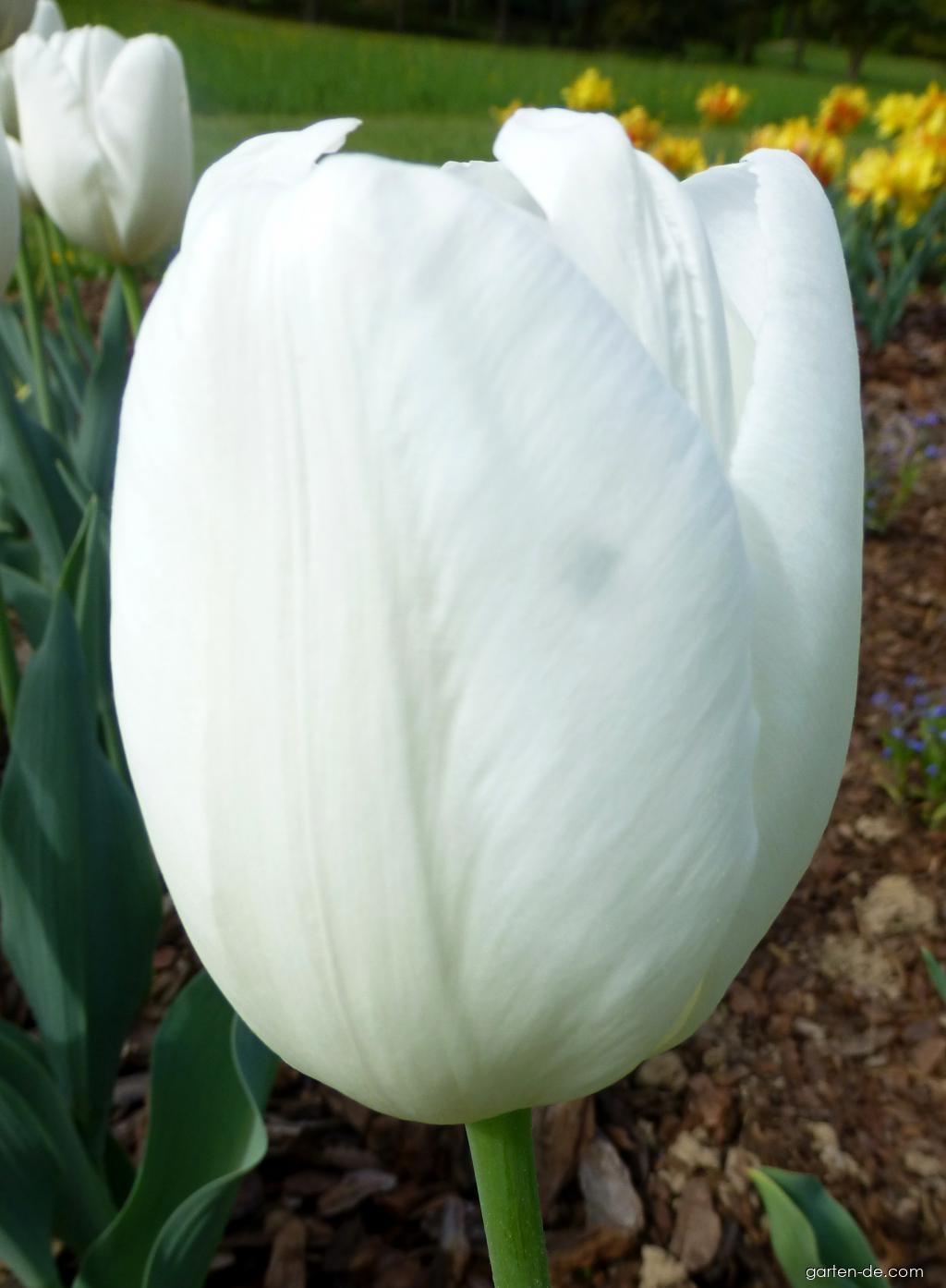 Tulipa Hakuun (Tulpe) Tulipa Hakuun (Tulpe)