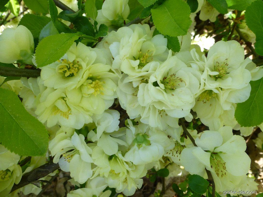 Chaenomeles speciosa Yukigoten (Chinesische Zierquitte) Chaenomeles speciosa Yukigoten (Chinesische Zierquitte)