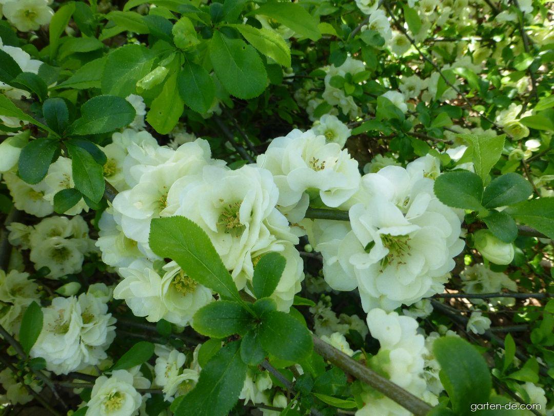 Chaenomeles speciosa Yukigoten (Chinesische Zierquitte) Chaenomeles speciosa Yukigoten (Chinesische Zierquitte)