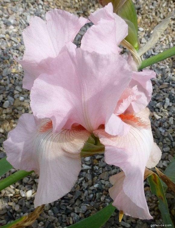 Iris barbata Vanity (Bart-Schwertlilie) Iris barbata Vanity (Bart-Schwertlilie)