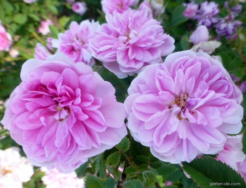 Rosa De Meaux (Rose) Rosa De Meaux (Rose)