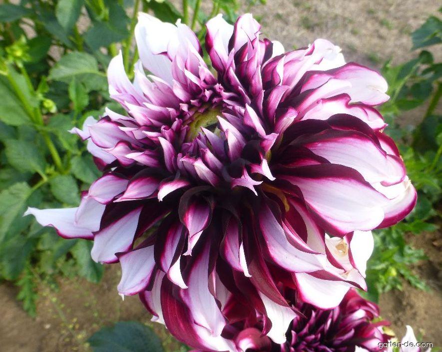 Dahlia Tartan (Garten-Dahlie) Dahlia Tartan (Garten-Dahlie)