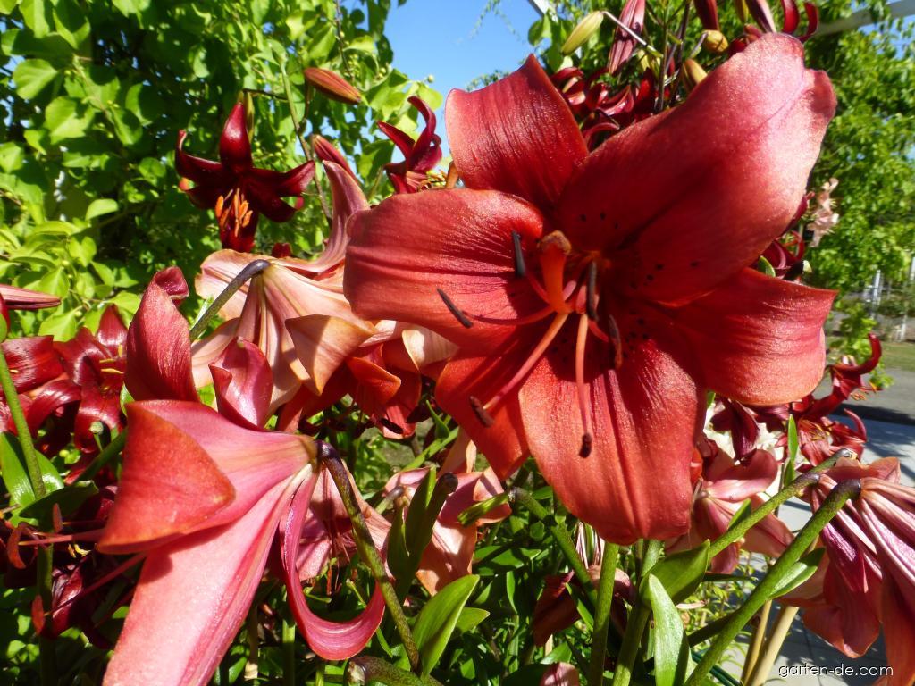Lilium x hybridum Pearl Lorraine (Lilie) Lilium x hybridum Pearl Lorraine (Lilie)
