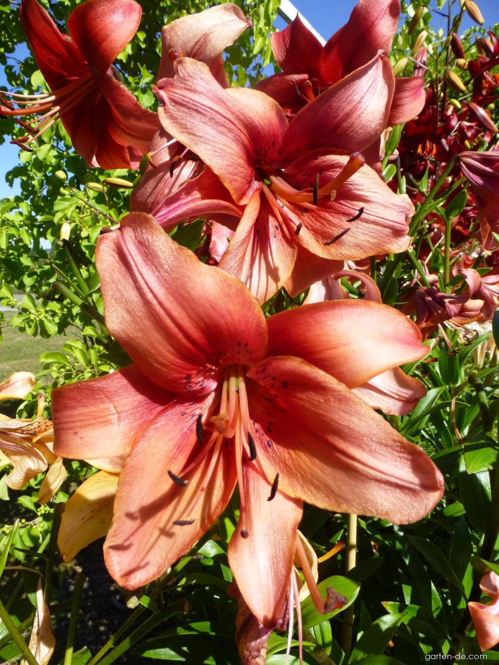 Lilium x hybridum Pearl Lorraine (Lilie) Lilium x hybridum Pearl Lorraine (Lilie)