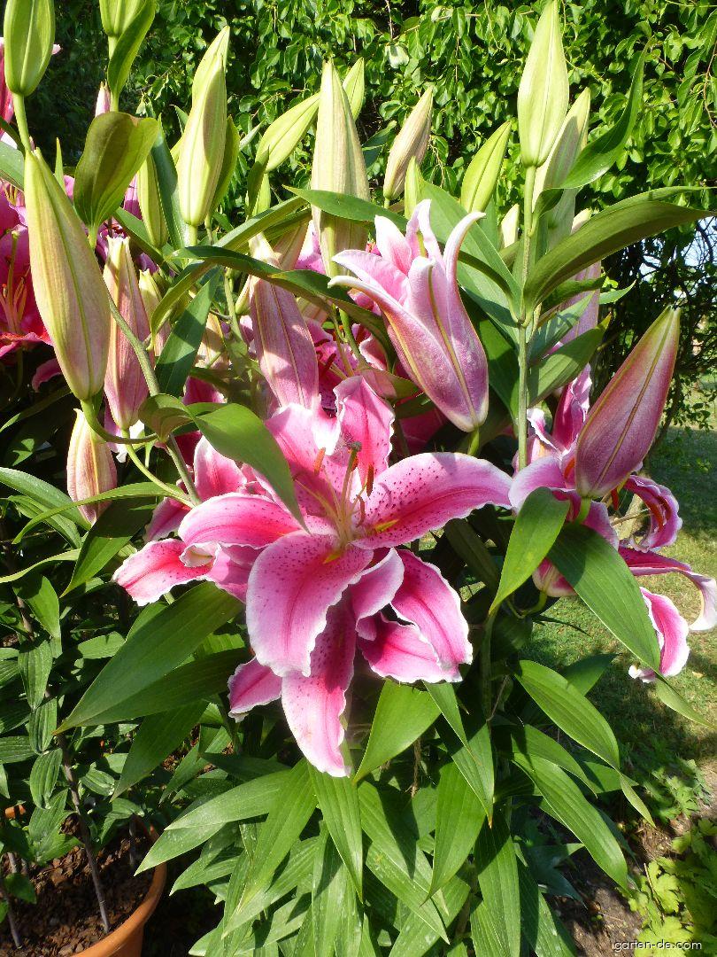 Lilium x hybridum La Mancha (Lilie) Lilium x hybridum La Mancha (Lilie)