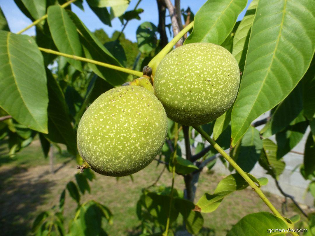 Juglans regia Seifersdorfský (Walnußbaum) Juglans regia Seifersdorfský (Walnußbaum)