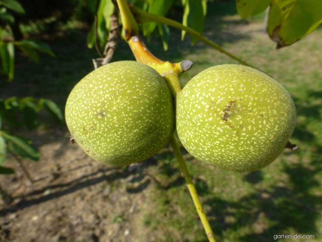 Juglans regia Seifersdorfský (Walnußbaum) Juglans regia Seifersdorfský (Walnußbaum)