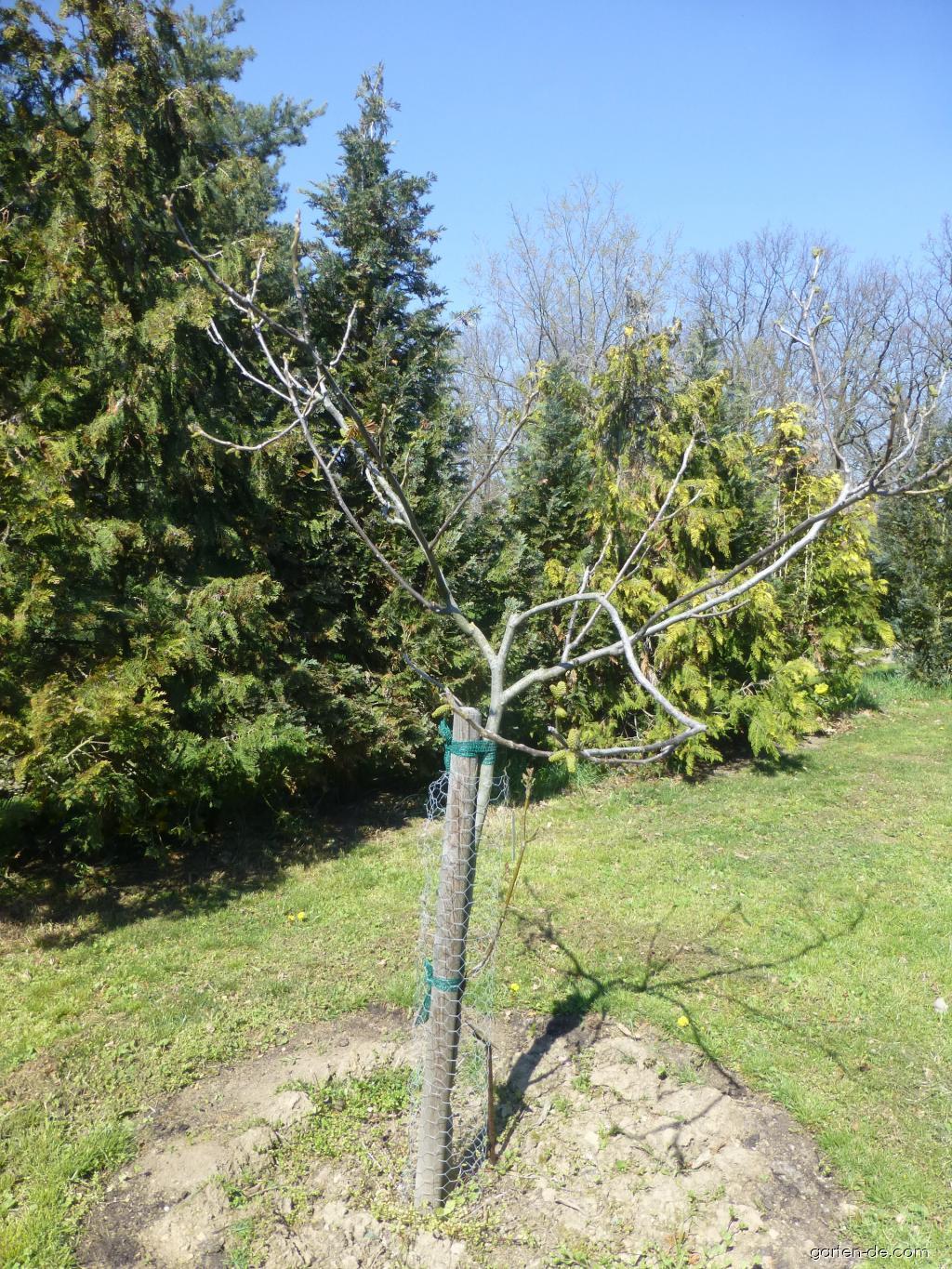 Juglans regia Seifersdorfský (Walnußbaum) Juglans regia Seifersdorfský (Walnußbaum)