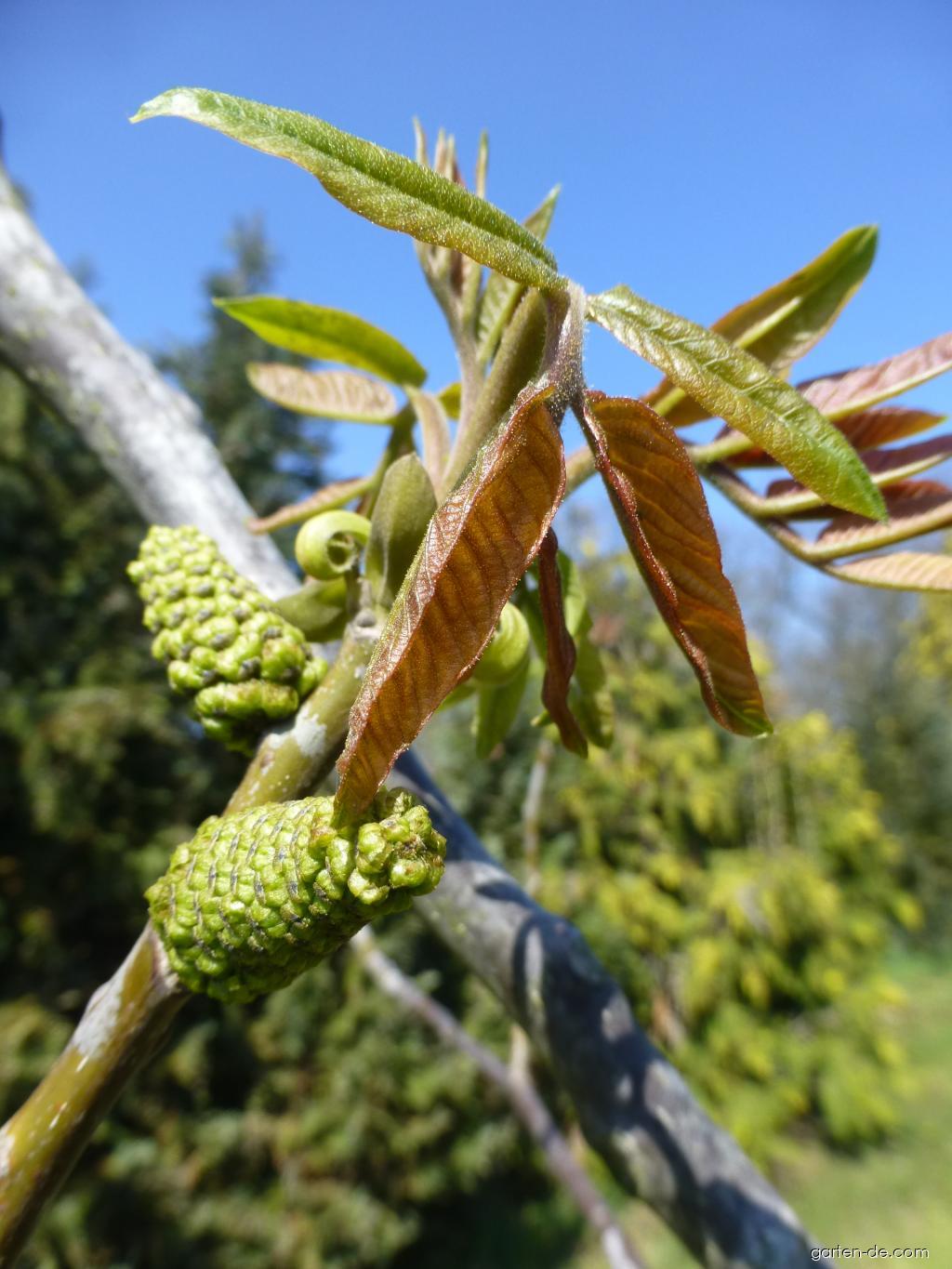 Juglans regia Seifersdorfský (Walnußbaum) Juglans regia Seifersdorfský (Walnußbaum)