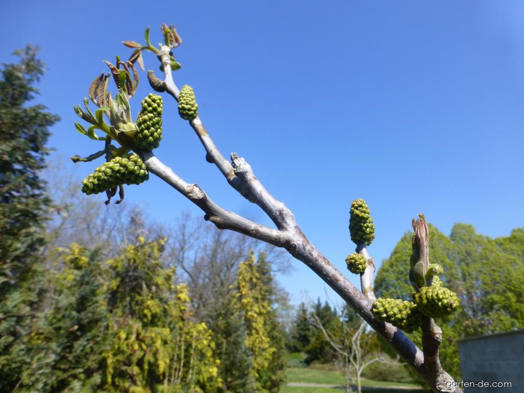 Juglans regia Seifersdorfský (Walnußbaum) Juglans regia Seifersdorfský (Walnußbaum)