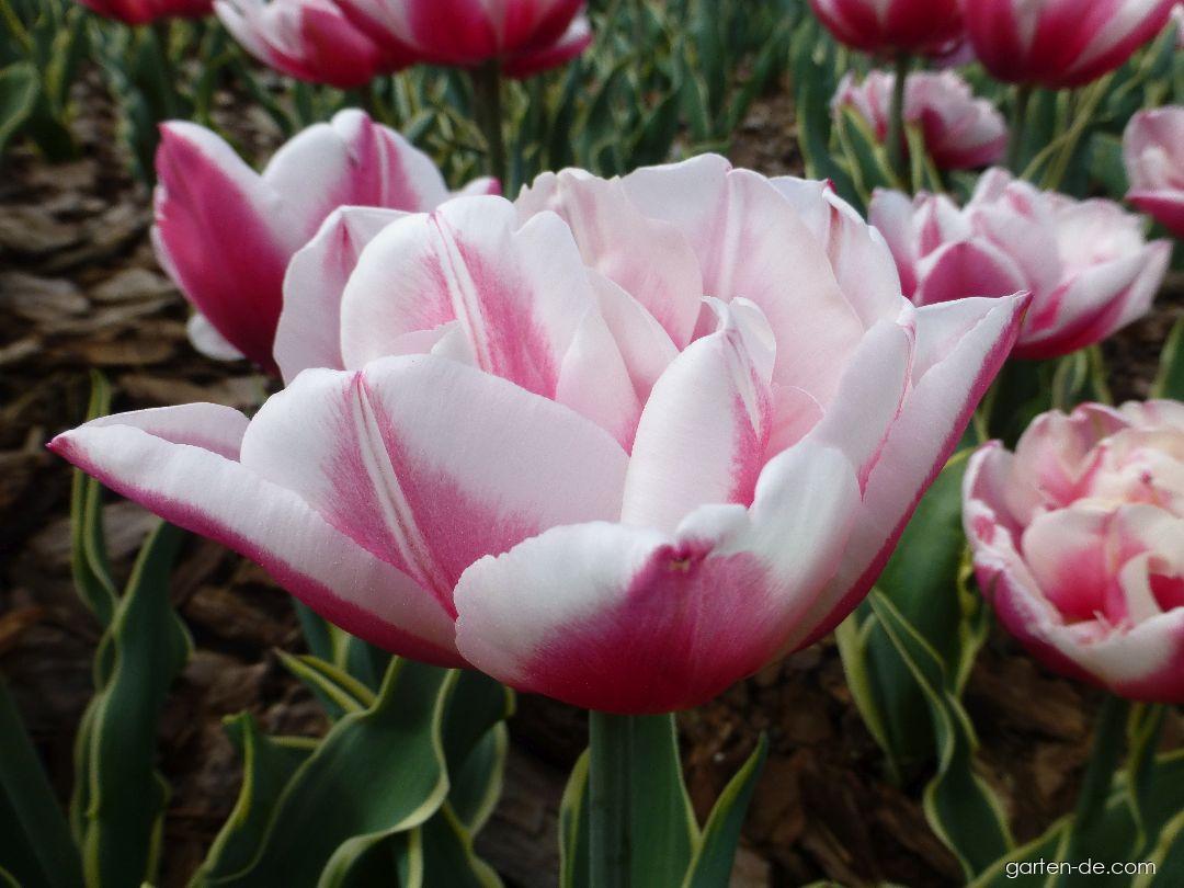 Tulipa Top Lips (Tulpe) Tulipa Top Lips (Tulpe)