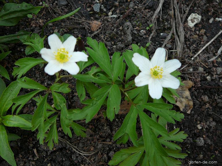 Anemone nemorosa L. (Busch-Windröschen) Anemone nemorosa L. (Busch-Windröschen)