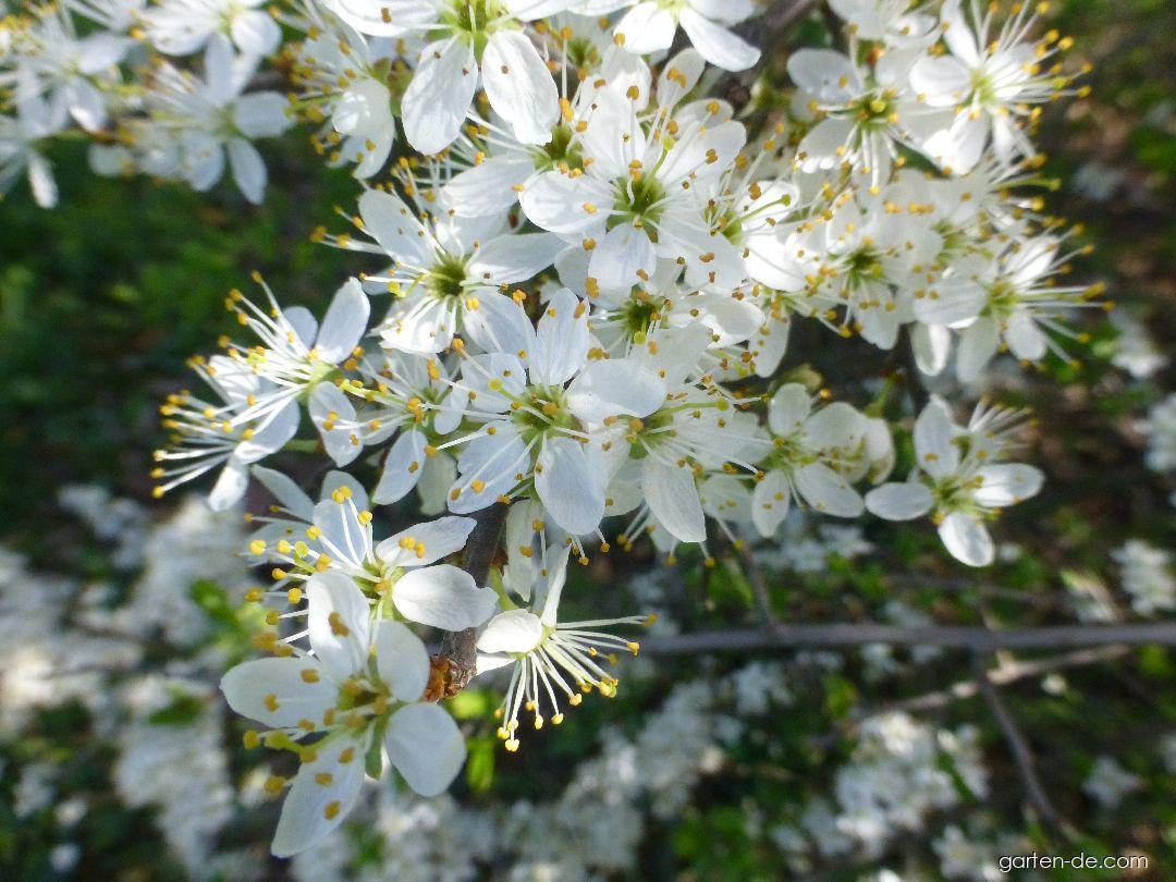 Prunus spinosa L. (Schwarzdorn) Prunus spinosa L. (Schwarzdorn)