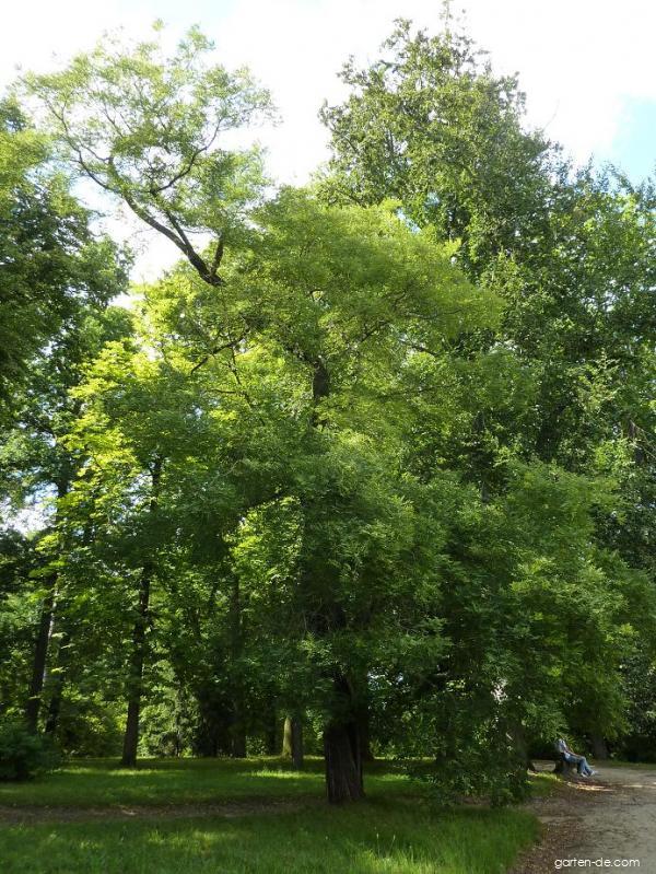 Sophora japonica L. (Japanischer Schnurbaum) Sophora japonica L. (Japanischer Schnurbaum)