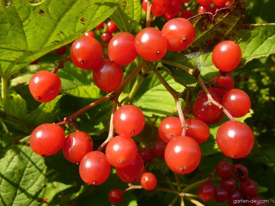 Viburnum opulus L. (Gewöhnlicher Schneeball) Viburnum opulus L. (Gewöhnlicher Schneeball)