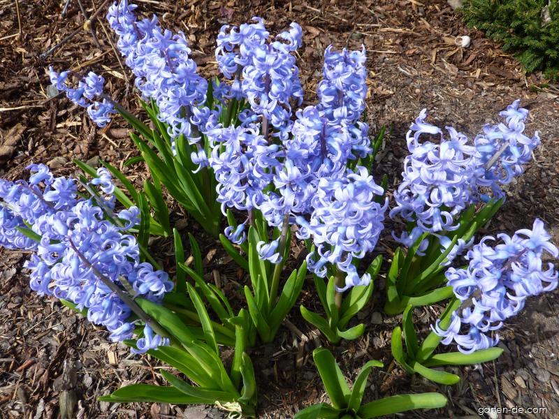 Hyacinthus orientalis L. (Gartenhyazinthe) Hyacinthus orientalis L. (Gartenhyazinthe)