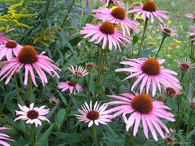 Echinacea purpurea (L.) MOENCH (Sonnenhut) Echinacea purpurea (L.) MOENCH (Sonnenhut)