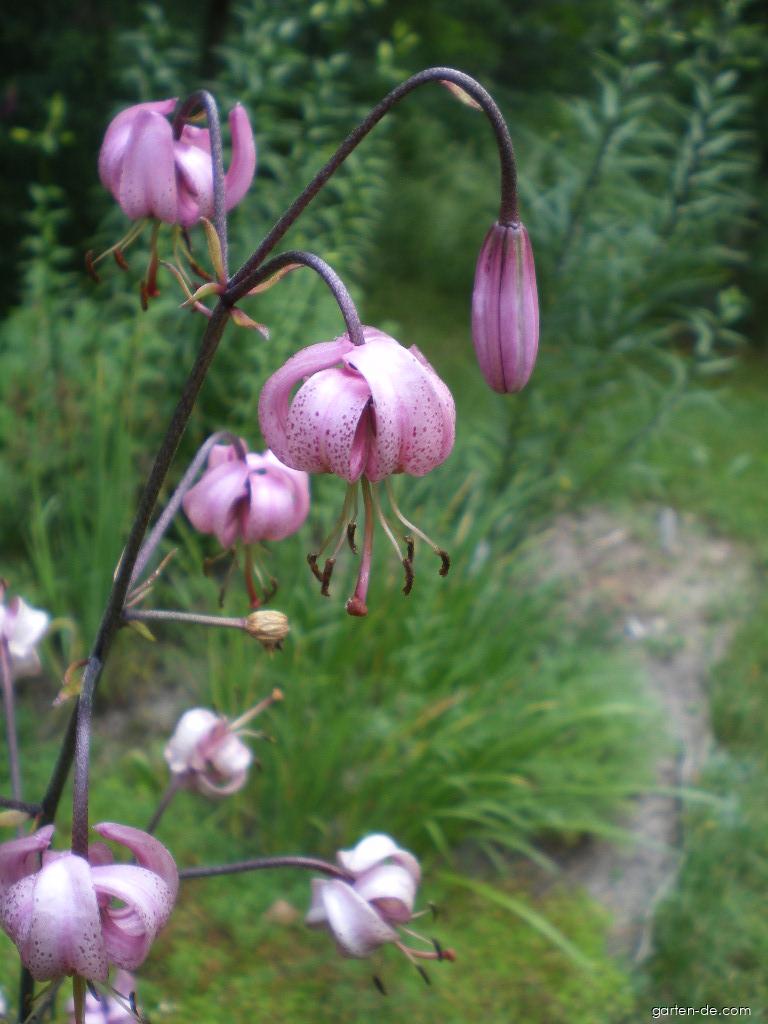 Lilium martagon L. (Türkenbundlilie) Lilium martagon L. (Türkenbundlilie)