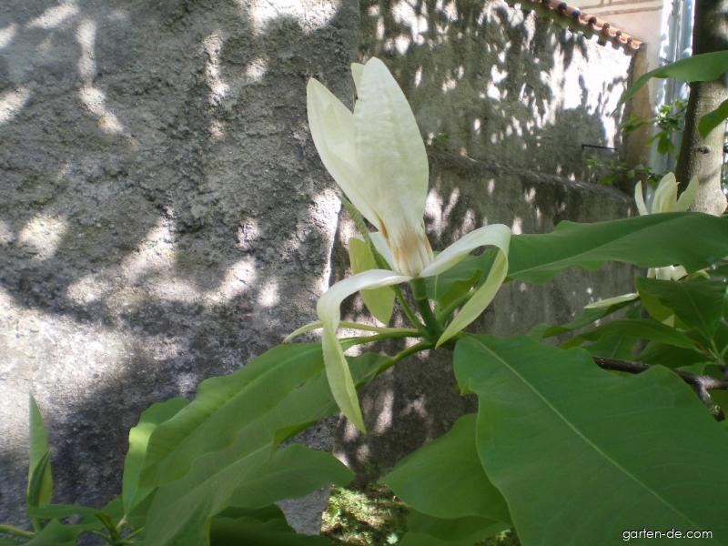 Magnolia tripetala L. (Schirm-Magnolie) Magnolia tripetala L. (Schirm-Magnolie)