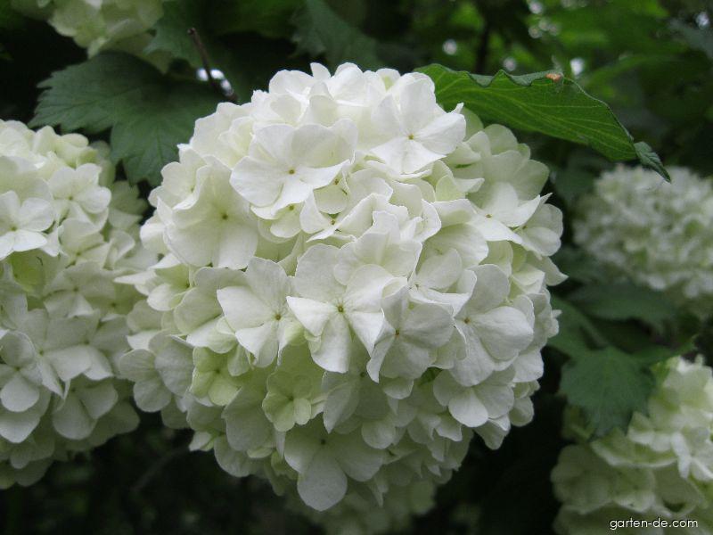 Viburnum opulus L. (Gewöhnlicher Schneeball) Viburnum opulus L. (Gewöhnlicher Schneeball)