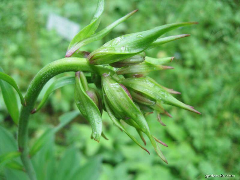 Lilium martagon L. (Türkenbundlilie) Lilium martagon L. (Türkenbundlilie)