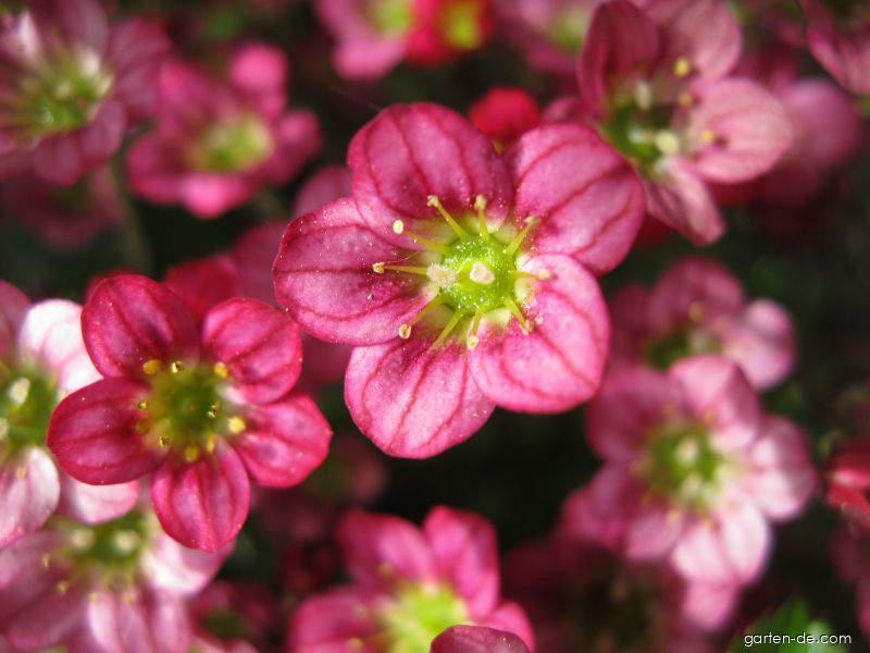 Saxifraga x arendsii Engl. (Moos Steinbrech) Saxifraga x arendsii Engl. (Moos Steinbrech)
