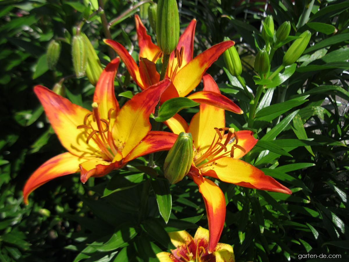 Lilium x hybridum Giraffe (Lilie) Lilium x hybridum Giraffe (Lilie)