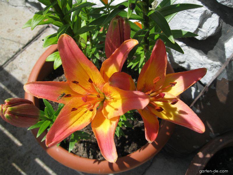 Lilium x hybridum Lady Like (Lilie) Lilium x hybridum Lady Like (Lilie)