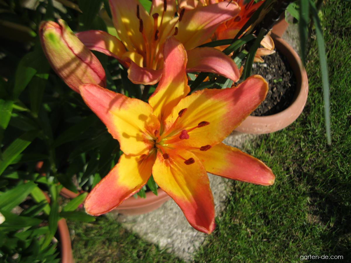 Lilium x hybridum Lady Like (Lilie) Lilium x hybridum Lady Like (Lilie)