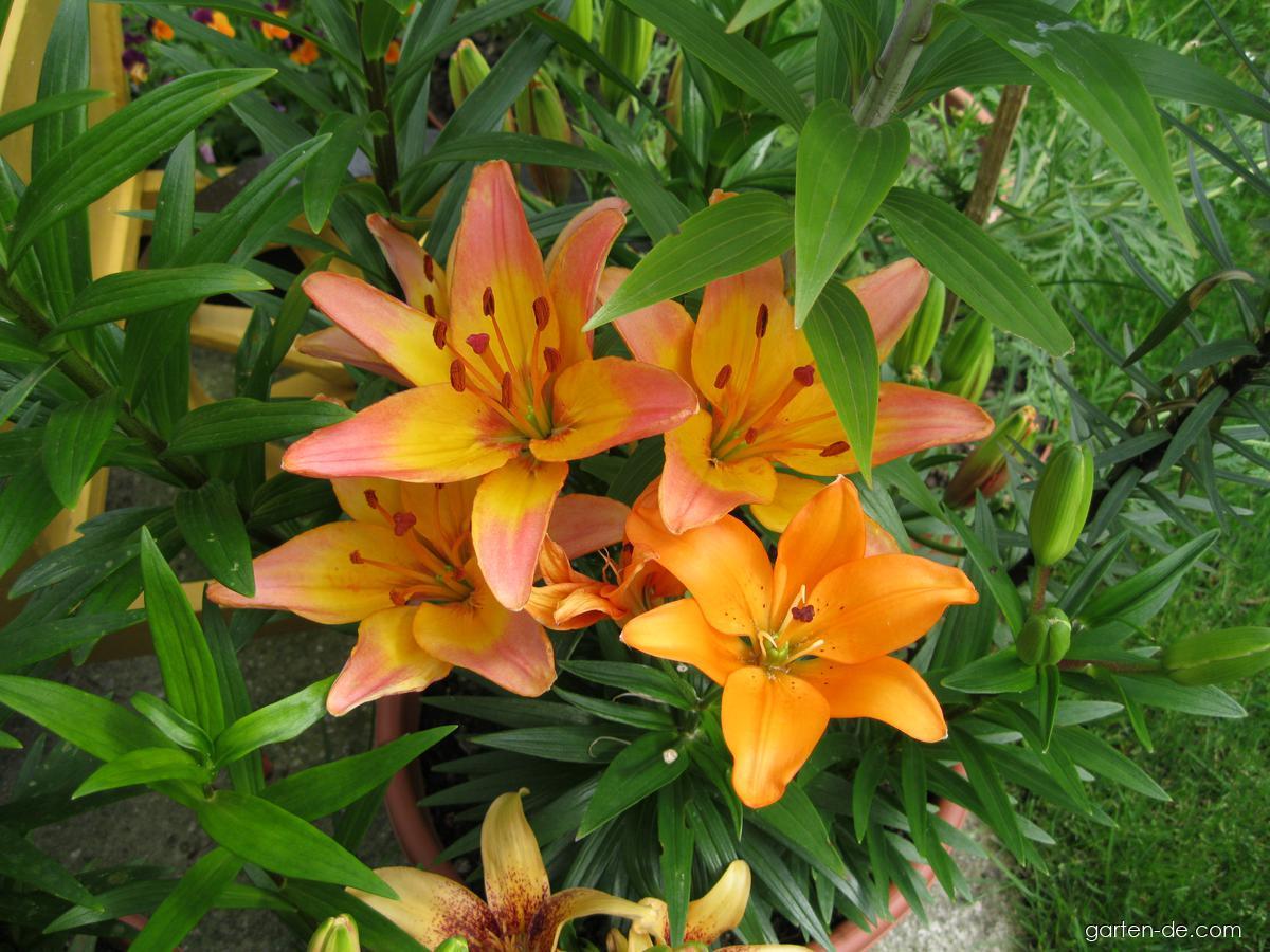 Lilium x hybridum Lady Like (Lilie) Lilium x hybridum Lady Like (Lilie)