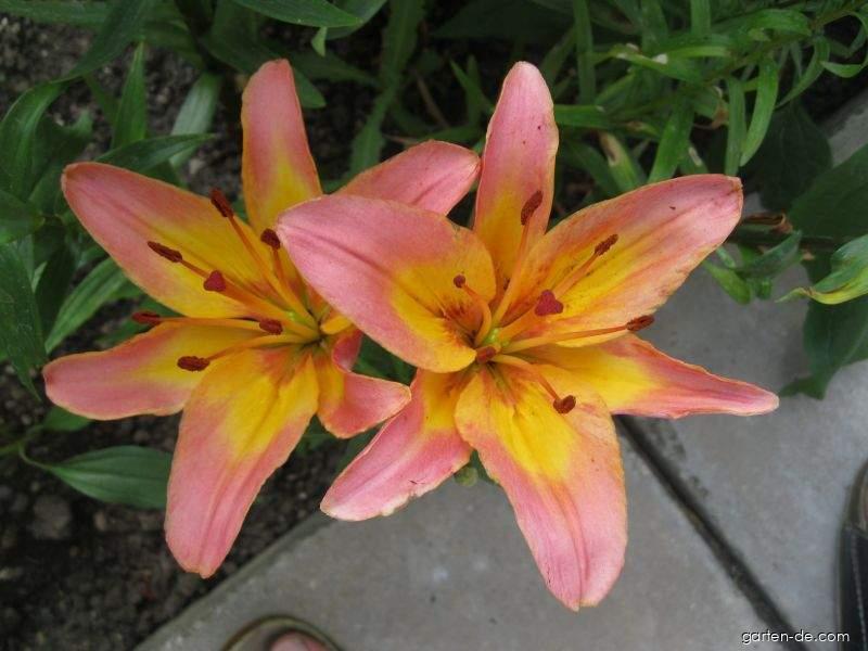 Lilium x hybridum Lady Like (Lilie) Lilium x hybridum Lady Like (Lilie)