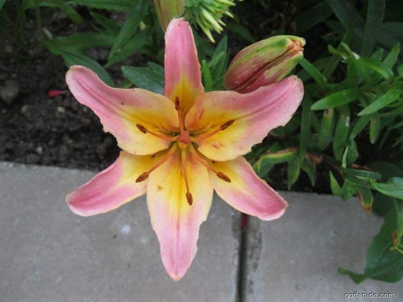 Lilium x hybridum Lady Like (Lilie) Lilium x hybridum Lady Like (Lilie)