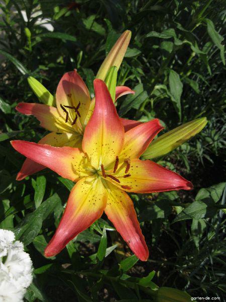 Lilium x hybridum Oklahoma City (Lilie) Lilium x hybridum Oklahoma City (Lilie)