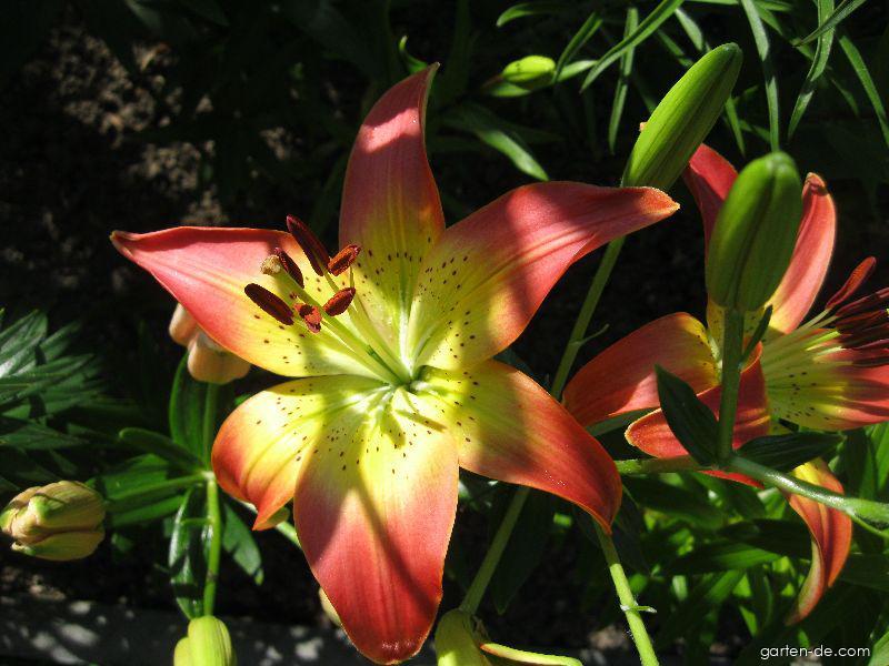 Lilium x hybridum Oklahoma City (Lilie) Lilium x hybridum Oklahoma City (Lilie)