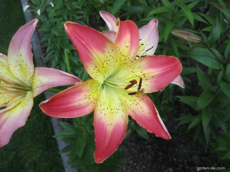 Lilium x hybridum Oklahoma City (Lilie) Lilium x hybridum Oklahoma City (Lilie)
