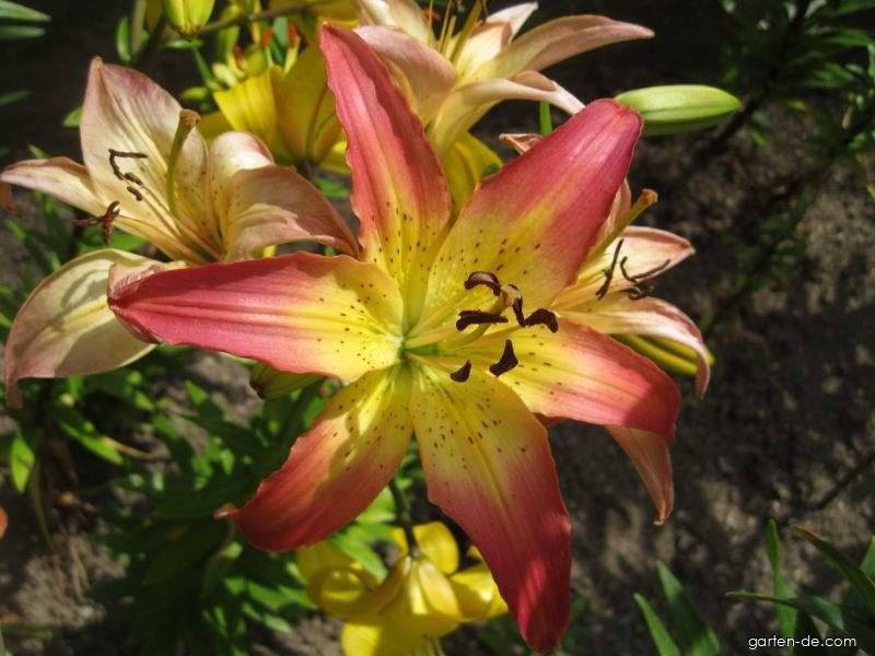 Lilium x hybridum Oklahoma City (Lilie) Lilium x hybridum Oklahoma City (Lilie)