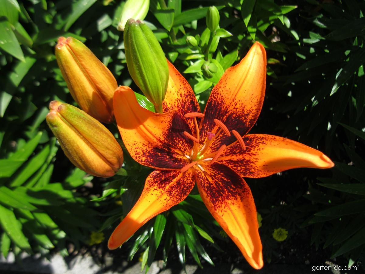 Lilium x hybridum Orange Art (Lilie) Lilium x hybridum Orange Art (Lilie)