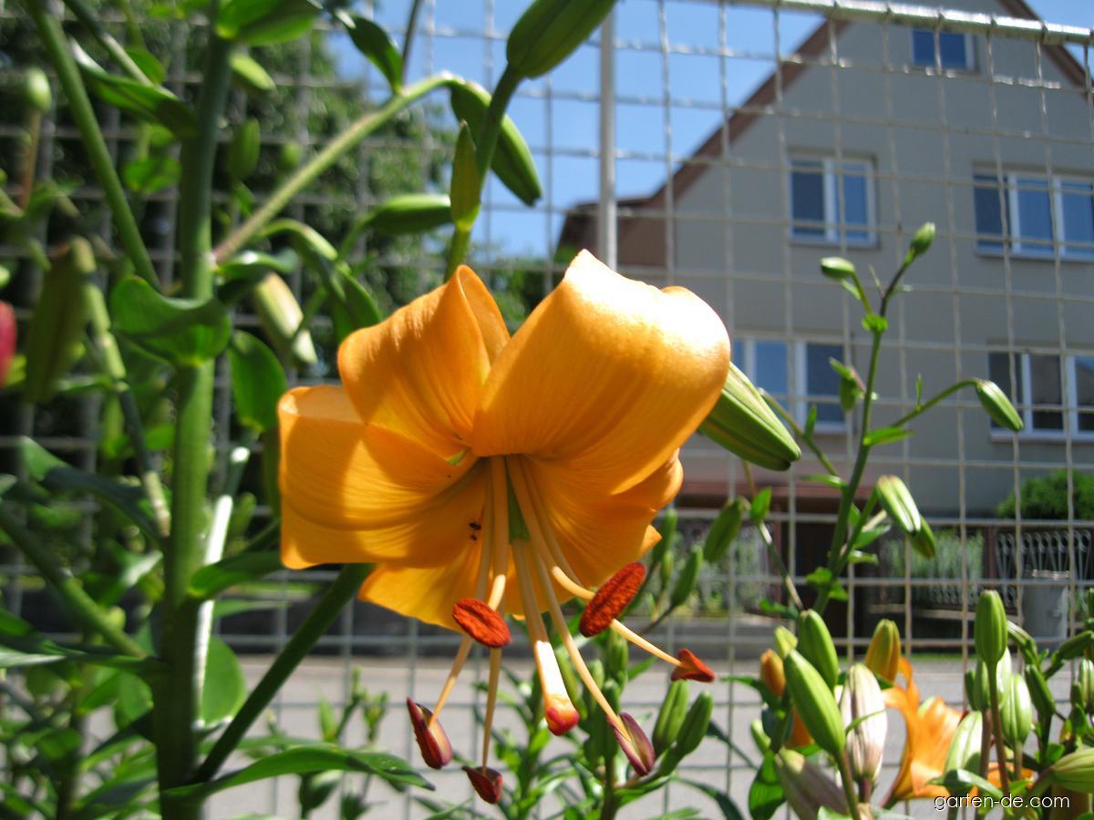 Lilium x hybridum Pearl Stacey (Lilie) Lilium x hybridum Pearl Stacey (Lilie)