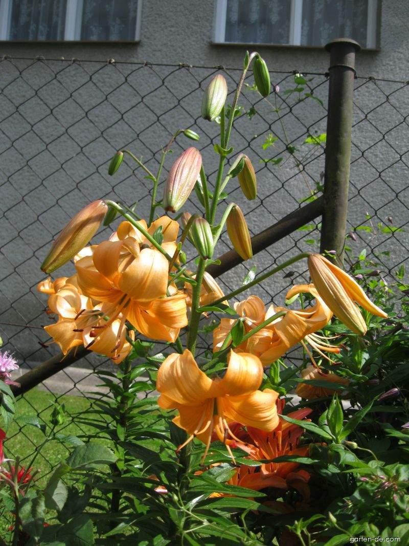 Lilium x hybridum Pearl Stacey (Lilie) Lilium x hybridum Pearl Stacey (Lilie)