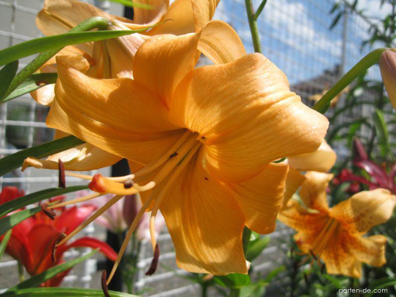 Lilium x hybridum Pearl Stacey (Lilie) Lilium x hybridum Pearl Stacey (Lilie)