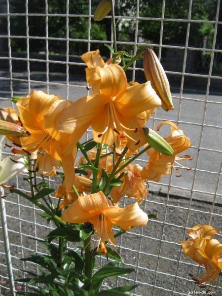 Lilium x hybridum Pearl Stacey (Lilie) Lilium x hybridum Pearl Stacey (Lilie)