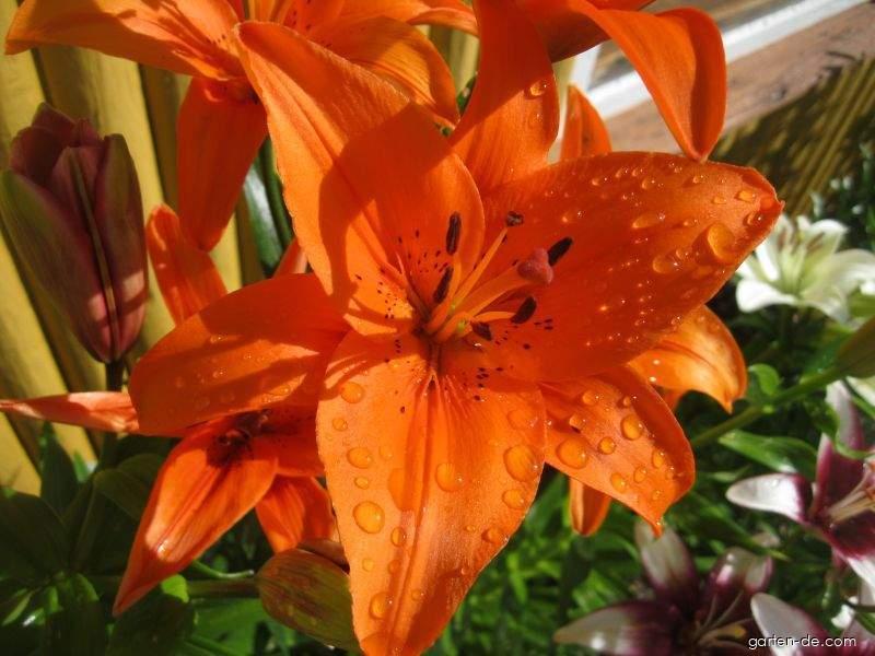 Lilium x hybridum Tresor (Lilie) Lilium x hybridum Tresor (Lilie)