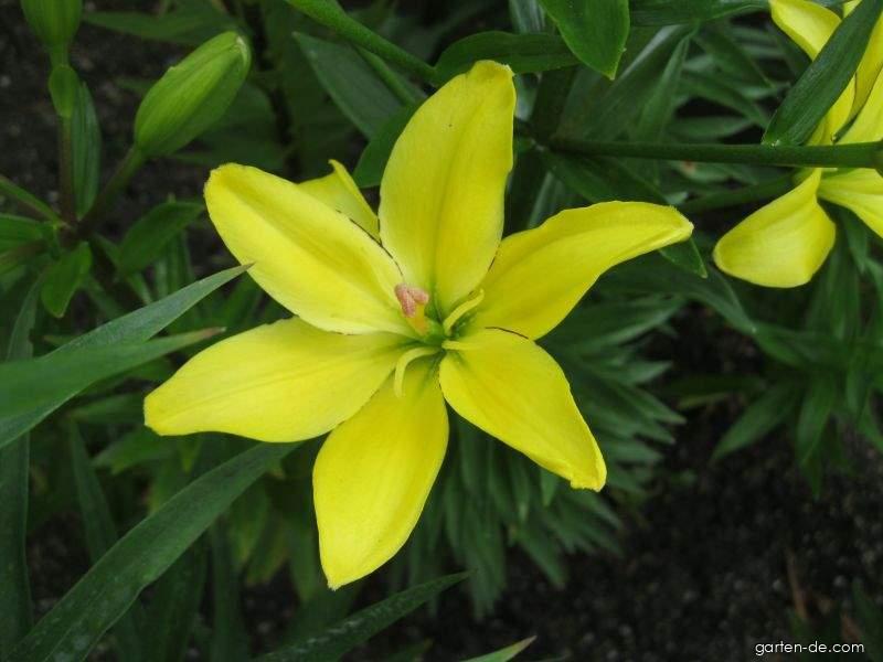Lilium x hybridum Yellow Cocotte (Lilie) Lilium x hybridum Yellow Cocotte (Lilie)