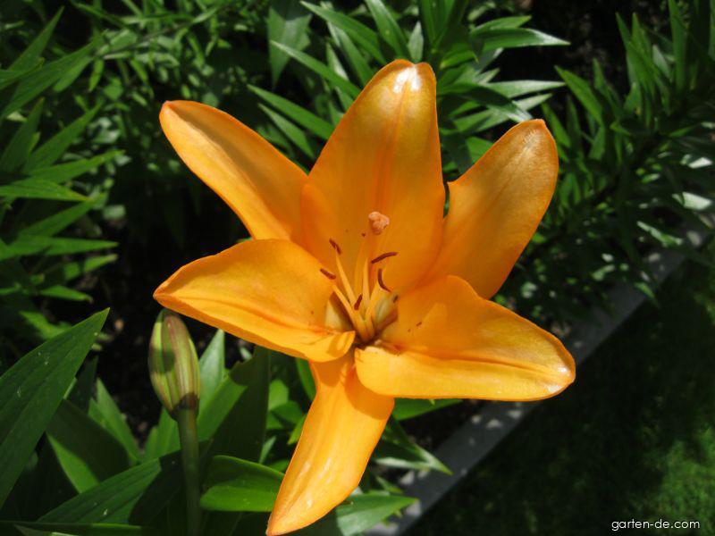 Lilium x hybridum Cilesta (Lilie) Lilium x hybridum Cilesta (Lilie)
