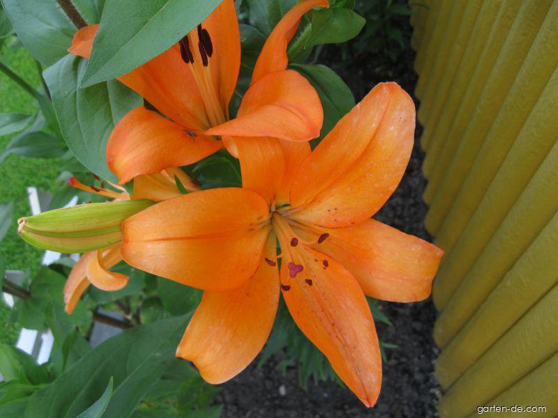 Lilium x hybridum Cilesta (Lilie) Lilium x hybridum Cilesta (Lilie)