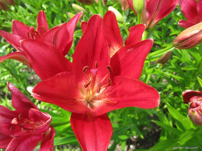 Lilium x hybridum Red Label (Lilie) Lilium x hybridum Red Label (Lilie)