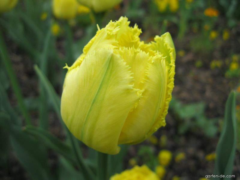 Tulipa Mon Amour (Tulpe) Tulipa Mon Amour (Tulpe)
