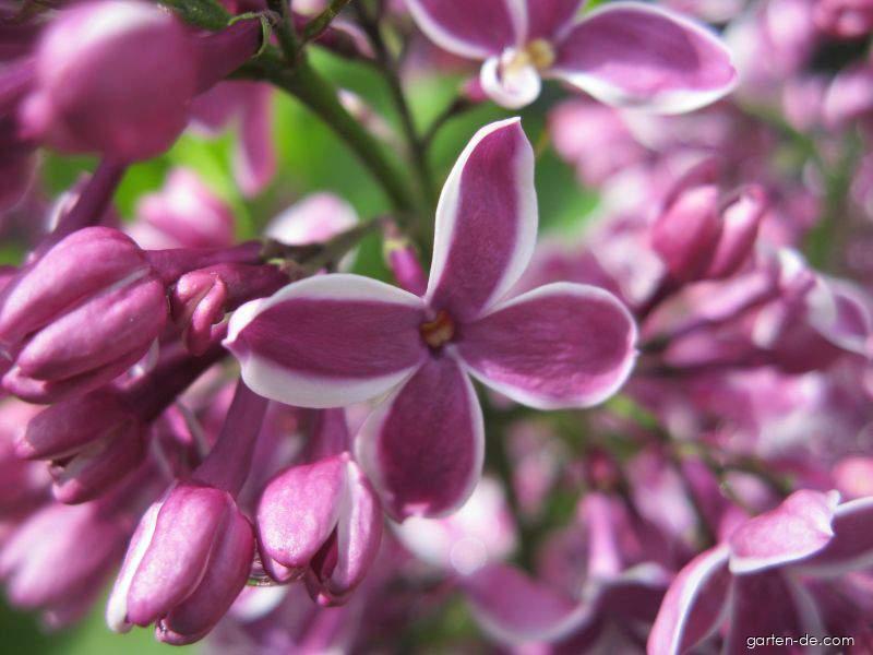 Syringa vulgaris Sensation (Gewöhnlicher Flieder) Syringa vulgaris Sensation (Gewöhnlicher Flieder)