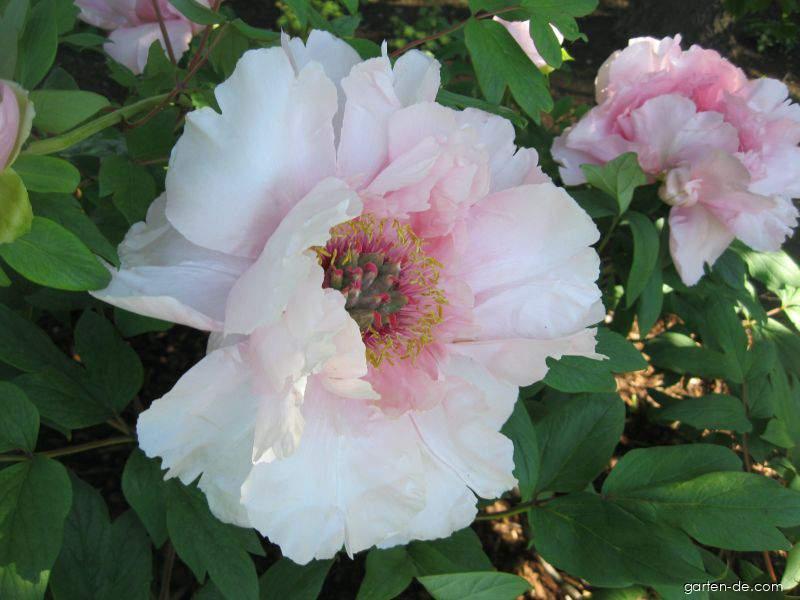 Paeonia suffruticosa (Strauch-Pfingstrose) Paeonia suffruticosa (Strauch-Pfingstrose)