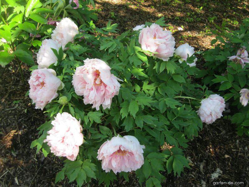 Paeonia suffruticosa (Strauch-Pfingstrose) Paeonia suffruticosa (Strauch-Pfingstrose)